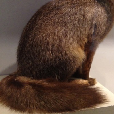 fox tail